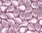 Cristal Checo - Pip - 5x7mm - Pastel Pale Lilac (50 Uds.)