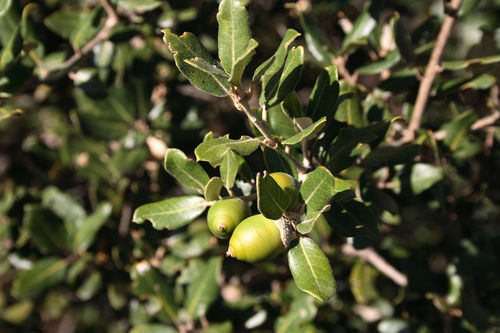 Quercus ilex ssp "ilex"